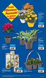 Ähnliche Angebote wie Zitronenbaum im Prospekt "LIDL LOHNT SICH" auf Seite 7 von Lidl in Gifhorn