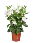 Dipladenia Pyramide/Spalier bei Lidl im Neustadt-Glewe Prospekt für 7,99 €