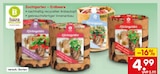 Zuchtgarten – Erdbeere im Angebot bei Netto Marken-Discount in Bergkamen Zuchtgarten – Erdbeere Angebote von baza bei Netto Marken-Discount Bergkamen für 4,99 €