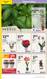 Offre Plante En Pot dans le catalogue Lidl du moment à la page 4