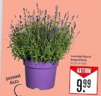 Lavendel-Busch Angustifolia im Angebot bei Marktkauf in Freiburg Lavendel-Busch Angustifolia Angebote bei Marktkauf Freiburg für 9,99 €