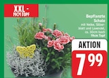Bepflanzte Schale im aktuellen EDEKA Prospekt
