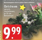 Christrosen bei EDEKA im Bornheim Prospekt für 9,99 €
