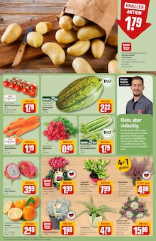 Pflanzen im aktuellen REWE Prospekt (Köln) Pflanzen im REWE Prospekt "Dein Markt" mit 33 Seiten (Köln)