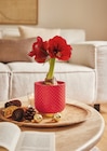 Amaryllis dans le catalogue Jardiland