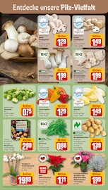 Ähnliche Teichpflanzen Angebote im Prospekt "Dein Markt" von REWE in Nürnberg Ähnliche Angebote wie Teichpflanzen im Prospekt "Dein Markt" auf Seite 7 von REWE in Nürnberg