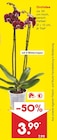 Aktuelles Orchidee Angebot bei Netto Marken-Discount in Dresden ab 3,99 €