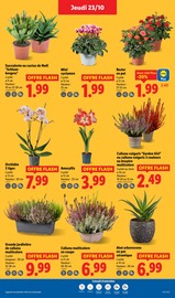 Orchidée Angebote im Prospekt "Ca vaut le coup." von Lidl Orchidée Angebote im Prospekt "Ca vaut le coup." von Lidl auf Seite 27