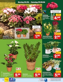 Pflanzen im aktuellen Netto Marken-Discount Prospekt (Mönchengladbach) Pflanzen im Netto Marken-Discount Prospekt "Aktuelle Angebote" mit 68 Seiten (Mönchengladbach)