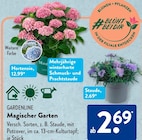 Hortensie Angebote von Gardenline bei ALDI SÜD Bonn für 2,69 €