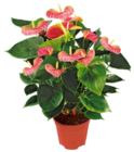Aktuelle Zimmerpflanzen Angebote bei Kaufland in Duisburg Aktuelles Flamingoblume Angebot bei Kaufland in Duisburg ab 6,99 €