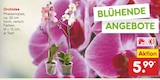 Aktuelles Orchidee Angebot bei Netto Marken-Discount in Bonn ab 5,99 €