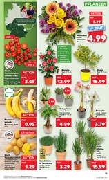 Kaufland Amaryllis im Prospekt 