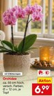 Aktuelle Zimmerpflanzen Angebote bei Netto Marken-Discount in Essen Aktuelles Orchidee Angebot bei Netto Marken-Discount in Essen ab 6,99 €