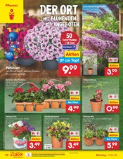Balkonpflanzen im Netto Marken-Discount Prospekt in Emden Aktueller Netto Marken-Discount Prospekt mit Balkonpflanzen, "Aktuelle Angebote", Seite 32