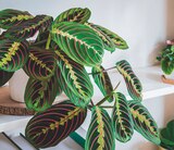 Promo Maranta à 5,99 € dans le catalogue Jardineries du terroir à Saint-Julien-en-Genevois