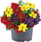 Blumen im 12 cm Topf bei Globus-Baumarkt im Lahnstein Prospekt für 3,99 €