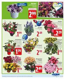 Blumen im EDEKA Prospekt "5% MONTAGS-RABATT" mit 28 Seiten (Ingolstadt)
