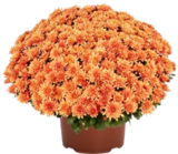 Chrysanthemen-Busch XL im Angebot bei Kaufland in Hameln Chrysanthemen-Busch XL Angebote bei Kaufland Hameln für 4,99 €