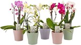 Phalaenopsis Angebote bei REWE Albstadt für 16,99 €