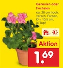 Aktuelles Geranien Angebot bei Netto Marken-Discount in Oldenburg ab 1,69 €