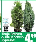 Aktuelles Thuja Brabant o. Blaue Schein-Zypresse Angebot bei Wreesmann in Dresden ab 4,99 €