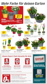Tulpen im toom Baumarkt Prospekt in Remscheid Aktueller toom Baumarkt Prospekt mit Tulpen, "Respekt, wer's selber macht.", Seite 2