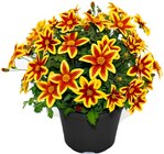 Hagebaumarkt Finnentrop - Goldmarie Caribbean Fire Angebot im Prospekt Goldmarie Caribbean Fire bei Hagebaumarkt im Finnentrop Prospekt für 2,99 €
