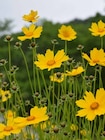 Mädchenauge oder Rittersporn oder Flammenblume oder Sonnenhut im Angebot bei Garten-Center Nordharz GmbH & Co. KG in Gifhorn Mädchenauge oder Rittersporn oder Flammenblume oder Sonnenhut Angebote bei Garten-Center Nordharz GmbH & Co. KG Gifhorn für 6,99 €
