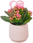Mut im Herzen Kalanchoe pink im Angebot bei REWE in Recklinghausen Mut im Herzen Kalanchoe pink Angebote bei REWE Recklinghausen für 4,79 €