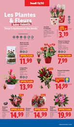 Offre Fleur En Pot dans le catalogue Lidl du moment à la page 35