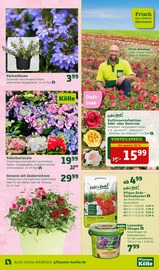 Ähnliche Angebote wie Verblender im Prospekt "Doppelte Liebe, doppeltes Fest!" auf Seite 9 von Pflanzen Kölle in München