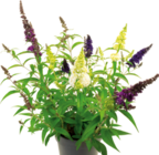Schmetterlingsflieder von  im aktuellen Hornbach Prospekt für 12,95 €