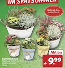 combi Damme - Bepflanzte Schale Angebot im Prospekt Bepflanzte Schale bei combi im Damme Prospekt für 9,99 €