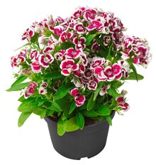 Bartnelken* bei REWE in Recklinghausen Bartnelken* im Angebot bei REWE Recklinghausen für 1,59 €