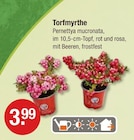 Torfmyrthe für 3,99 € bei V-Markt im Angebot Torfmyrthe im aktuellen V-Markt Prospekt