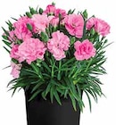 Garten-Nelke 'I Love You' von  im aktuellen Dehner Garten-Center Prospekt für 2,99 €