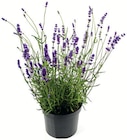 Lavendel Angebote bei Zimmermann Magdeburg für 1,99 €