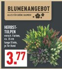 Herbst-Tulpen Angebote bei Marktkauf Rheine für 3,77 €