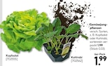 Gemüsejungpflanzen Kopfsalat/Kohlrabi im aktuellen Hellweg Prospekt