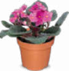 Aktuelles Catharantus Angebot bei Netto Marken-Discount in Jena ab 3,49 €