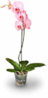 gefärbte Orchidee Angebote bei Netto Marken-Discount Köln für 9,99 €