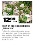 Rhododendron 'Bloombux' im Angebot bei OBI in Bremen Rhododendron 'Bloombux' Angebote von Grow by OBI bei OBI Bremen für 12,99 €