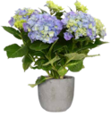 Hortensie (Hydrangea macrophylla) für 6,99 € bei OBI im Angebot Hortensie (Hydrangea macrophylla) im aktuellen OBI Prospekt
