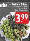 Aktuelle Tulpen Angebote bei EDEKA in Aachen Aktuelles Freiland Tulpen Angebot bei EDEKA in Aachen ab 3,99 €