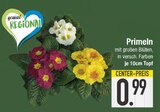 Primeln  im aktuellen EDEKA Prospekt für 0,99 €