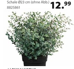Eukalyptus bei Dehner Garten-Center im Peißenberg Prospekt für 12,99 €