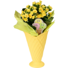 Aktuelle Pflanzen Angebote bei Netto Marken-Discount in Hannover Aktuelles Kalanchoe Angebot bei Netto Marken-Discount in Hannover ab 4,99 €
