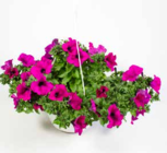 Petunia Hybrid im Angebot bei OBI in Arnsberg Petunia Hybrid Angebote bei OBI Arnsberg für 14,99 €