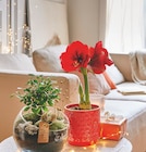 Amaryllis en promo à 6,99 € chez Jardiland Amaryllis dans le catalogue Jardiland